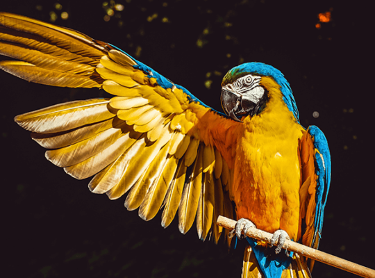 Macaw female with DNA