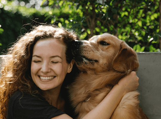 Golden Retriever puppy