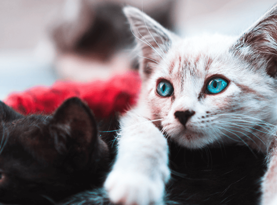 Breeder Ragdolls White cat